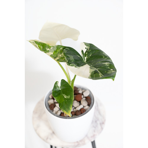 Alokazja macrorrhiza variegata