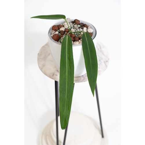 Anthurium pallidiflorum -
