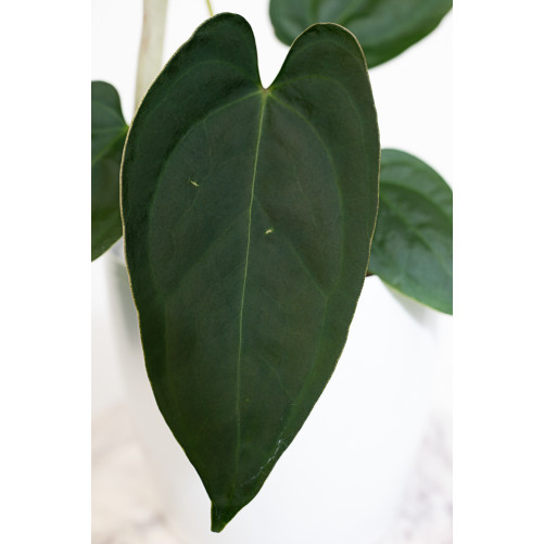 Anthurium crystallinum x...