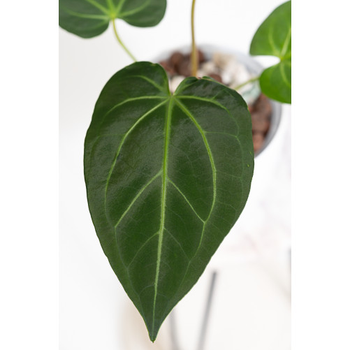 Anthurium magnificum dark form