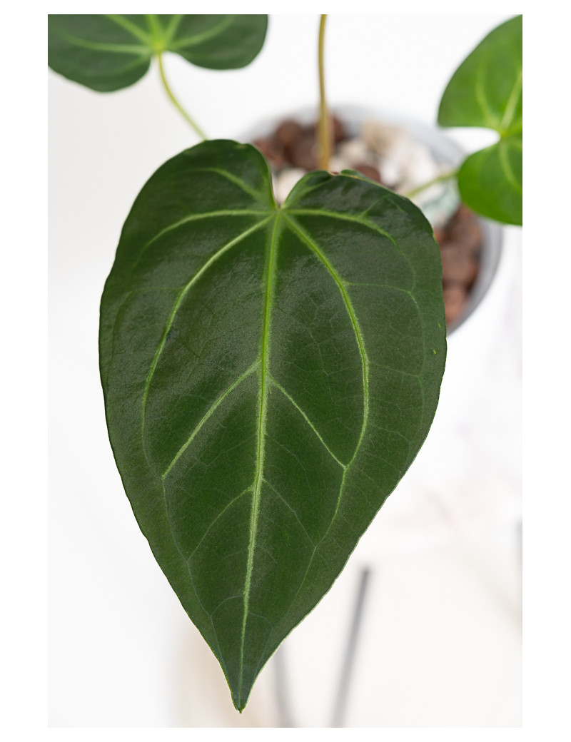 Anthurium magnificum dark form