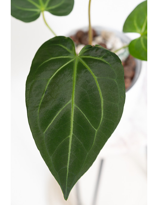 Anthurium magnificum dark form