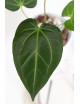 Anthurium magnificum dark form
