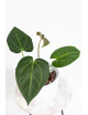 Anthurium magnificum dark form
