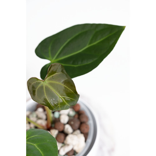 Anthurium magnificum dark form