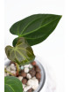 Anthurium magnificum dark form