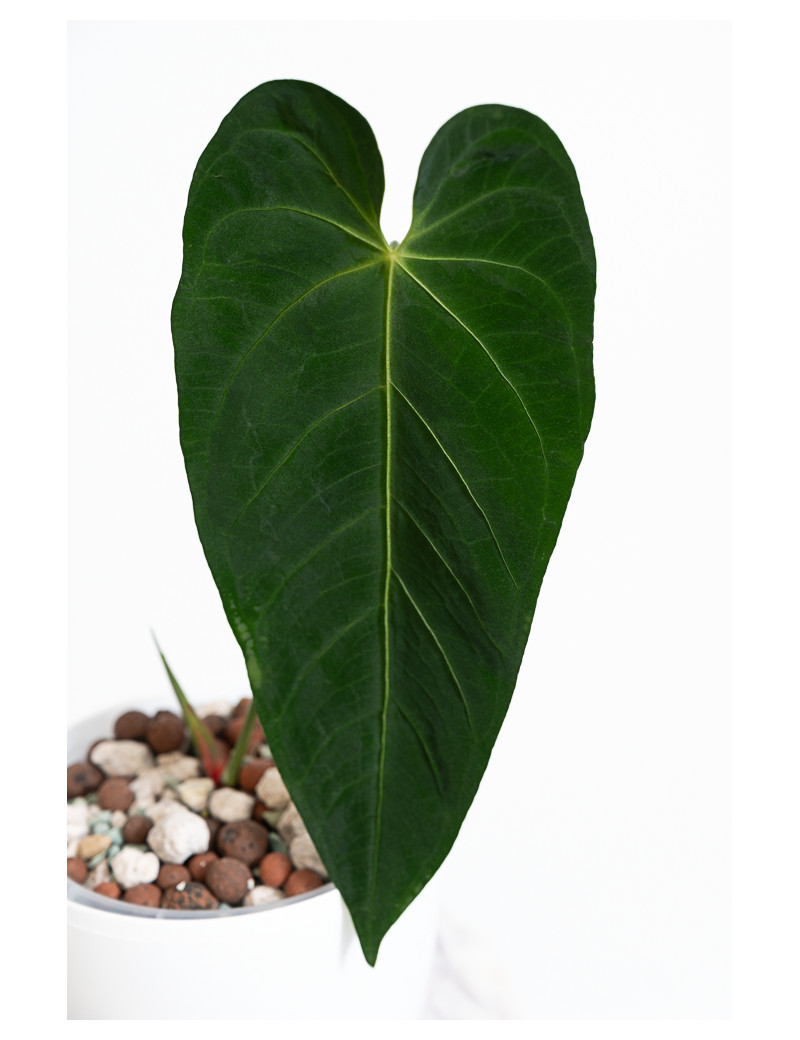 Anthurium queremalense