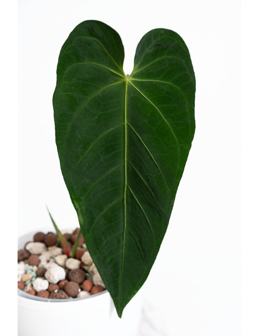 Anthurium queremalense