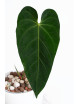 Anthurium queremalense