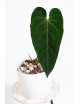 Anthurium queremalense