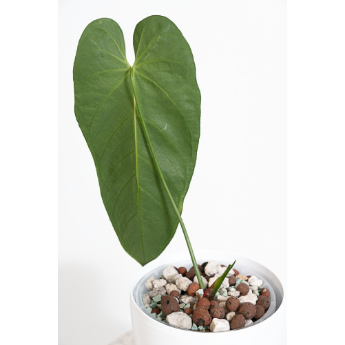 Anthurium queremalense
