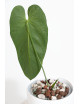 Anthurium queremalense