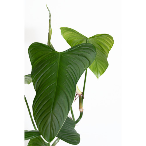 Philodendron expandilobum