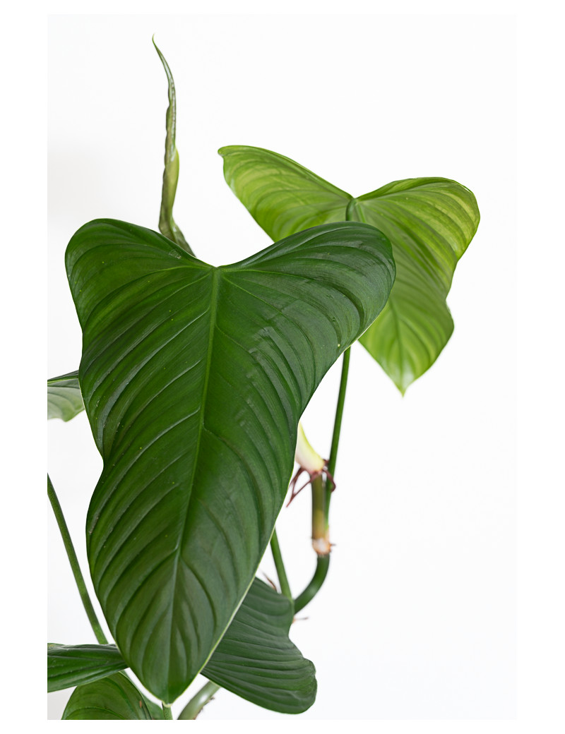 Philodendron expandilobum