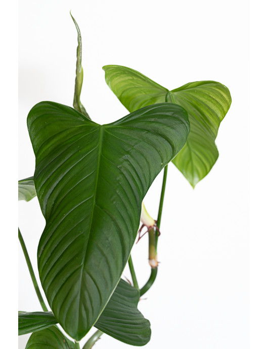 Philodendron expandilobum