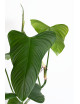 Philodendron expandilobum