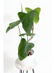 Philodendron expandilobum