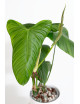 Philodendron expandilobum
