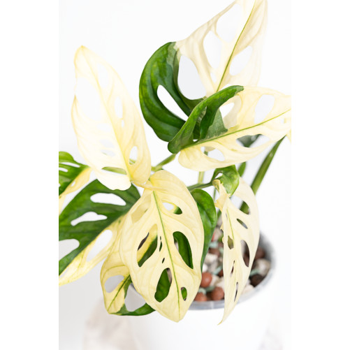 Monstera adansonii variegata