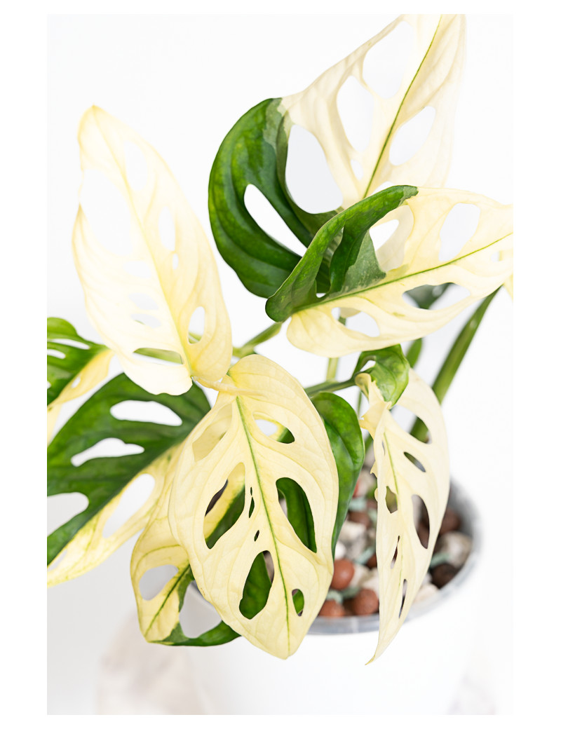 Monstera adansonii variegata