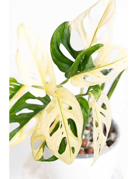 Monstera adansonii variegata