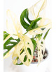 Monstera adansonii variegata