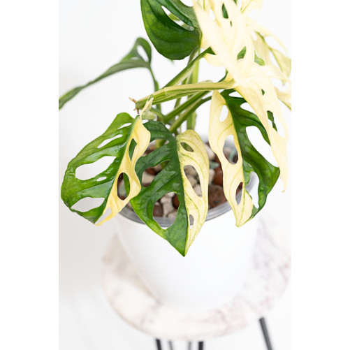 Monstera adansonii variegata