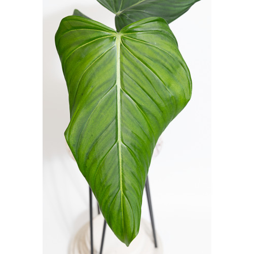 Philodendron gloriosum x...