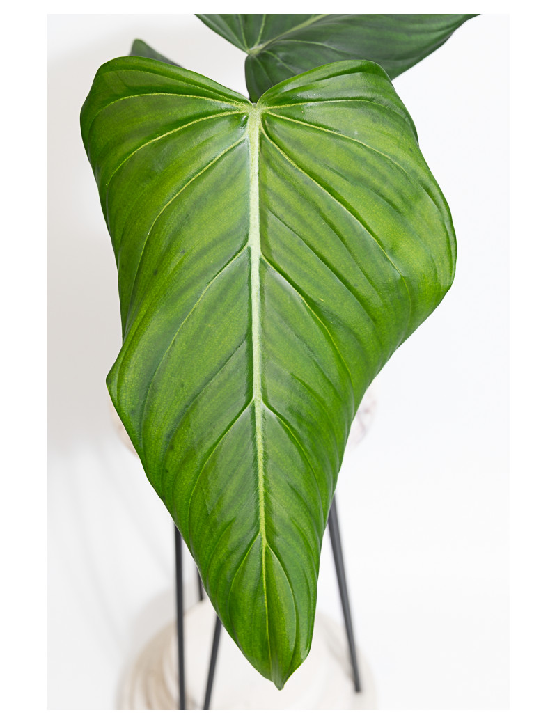 Philodendron gloriosum x asplundii (Morning Sun)
