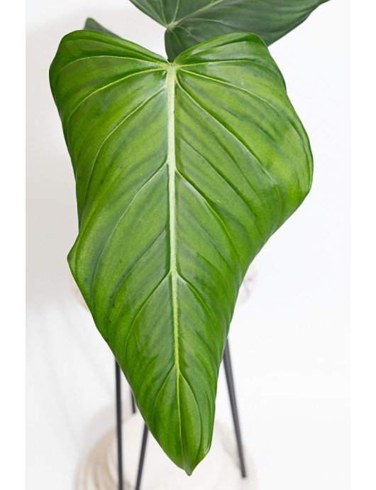 Philodendron gloriosum x asplundii (Morning Sun)