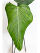 Philodendron gloriosum x asplundii (Morning Sun)