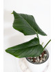 Philodendron gloriosum x asplundii (Morning Sun)