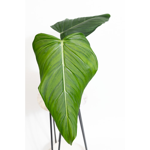 Philodendron gloriosum x asplundii (Morning Sun)
