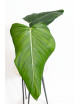 Philodendron gloriosum x asplundii (Morning Sun)