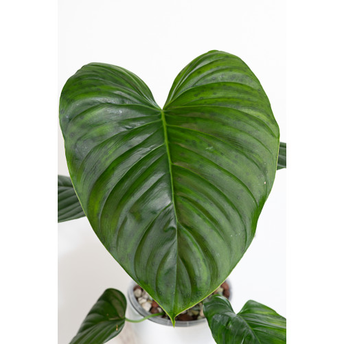 Philodendron Rubrocinctum...