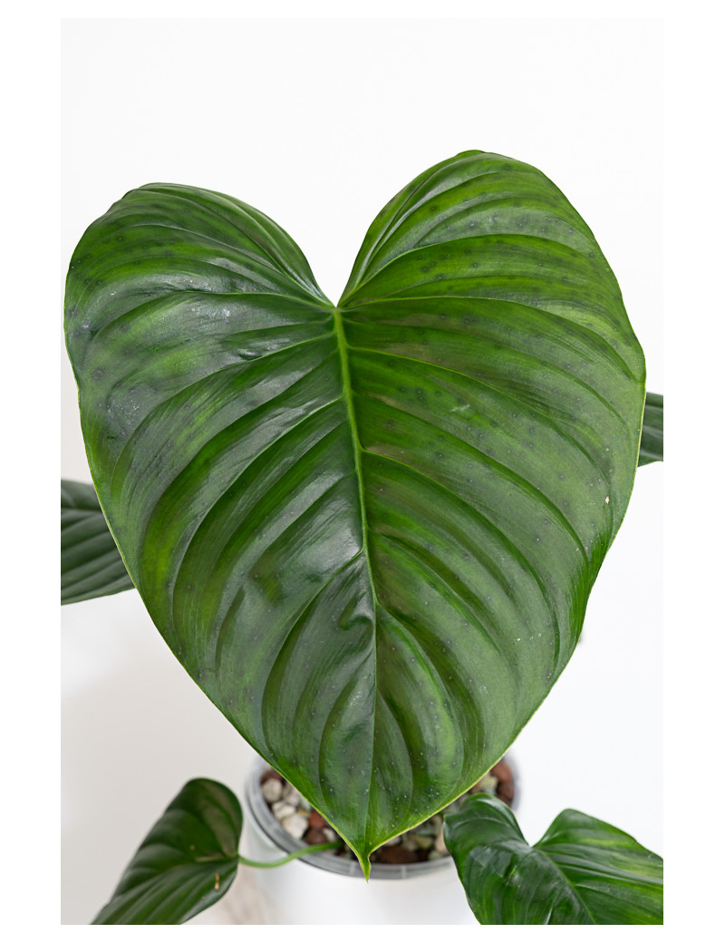 Philodendron Rubrocinctum Platinum