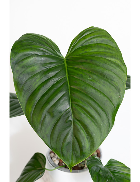 Philodendron Rubrocinctum Platinum