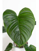 Philodendron Rubrocinctum Platinum