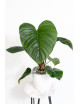 Philodendron Rubrocinctum Platinum