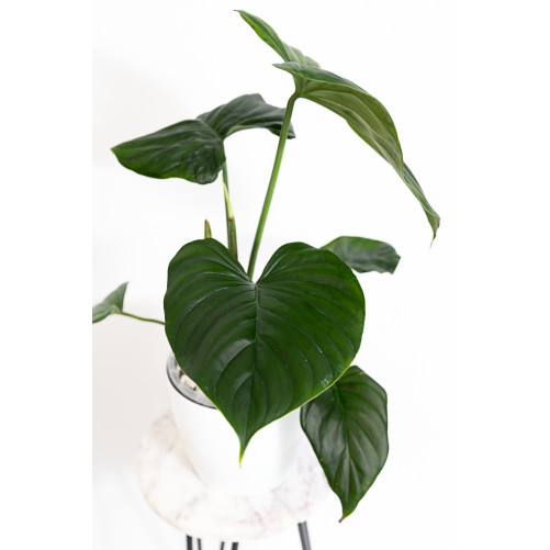 Philodendron Rubrocinctum Platinum