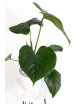 Philodendron Rubrocinctum Platinum