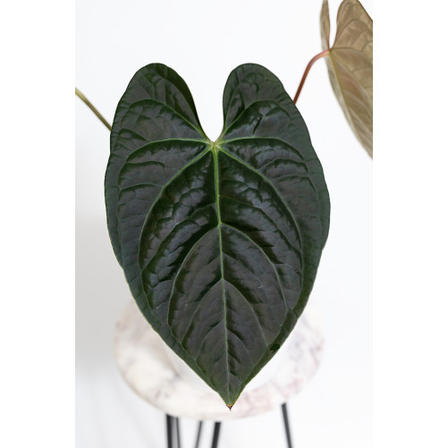Anthurium regale x...