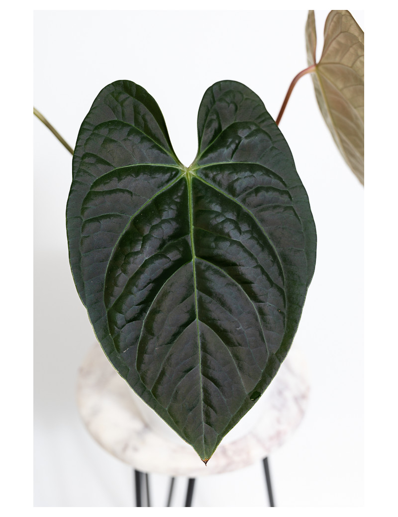 Anthurium regale x luxurians Black Diamond IC
