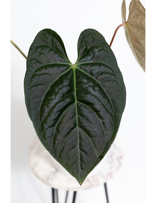 Anthurium regale x luxurians Black Diamond IC