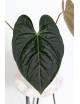 Anthurium regale x luxurians Black Diamond IC