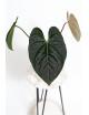 Anthurium regale x luxurians Black Diamond IC