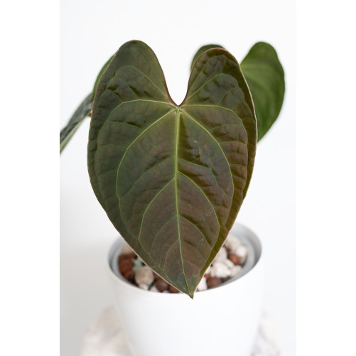 Anthurium regale x luxurians Black Diamond IC