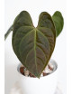 Anthurium regale x luxurians Black Diamond IC