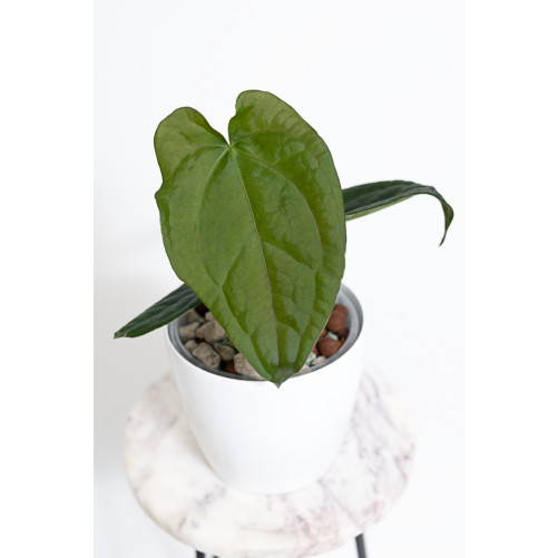 Anthurium forgetii x...