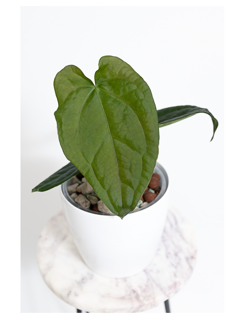 Anthurium forgetii x luxurians (David Portilla dreams)